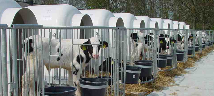 50% - afbeelding - Van Iersel